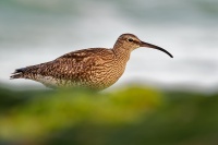 Koliha mala - Numenius phaeopus - Whimbrel o1325